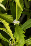 American water horehound